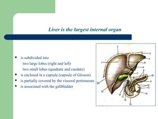 Glisson Histology. Digestive system | PPT