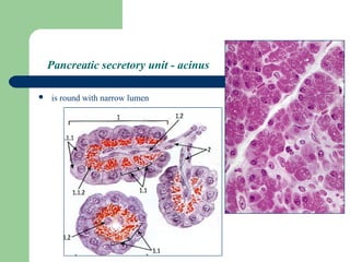 Histology. Digestive system | PPT
