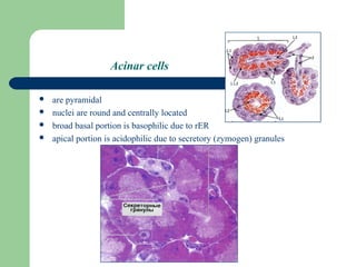 Acinar Definition Histology. Digestive system | PPT