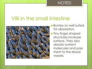 NOTES!


Villi in the small intestine
                   Bumpy    so well suited
                    for absorption.
                   Tiny finger shaped
                    structures increase
                    surface. They also
                    absorb nutrient
                    molecules and pass
                    them to the blood
                    vessels.
 