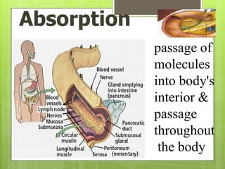 Absorption
             passage of
             molecules
             into body's
             interior &
             passage
             throughout
              the body
 