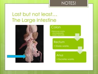 NOTES!

Last but not least…
The Large Intestine
                Colon
                • Removes waste
                  and reabsorbs
                  water and salts



                   Rectum
                   • Stores waste.



                      Anus
                      • Excretes waste.
 