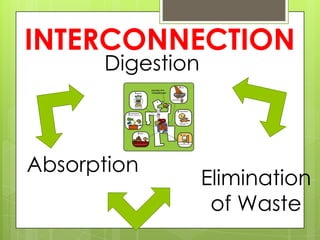 INTERCONNECTION
      Digestion



Absorption
                  Elimination
                   of Waste
 