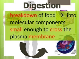 Digestion
breakdown of food  into
molecular components
small enough to cross the
plasma membrane
 