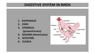 DIGESTIVE SYSTEM IN BIRDS
1. ESOPHAGUS
2. CROP.
3. STOMACH.
(proventriculus)
4. GIZZARD.(Ventriculus)
5. INTESTINE.
6. CLOACA
 