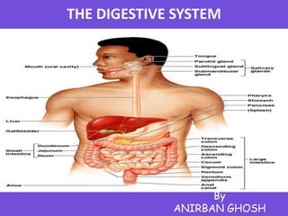THE DIGESTIVE SYSTEM
By
ANIRBAN GHOSH
 