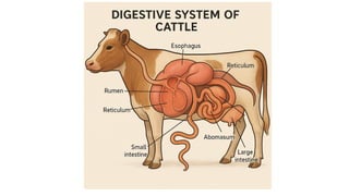 Large Ruminant Digestive System Digestive System in Large Ruminants.pptx