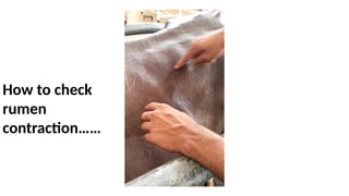Pipe Ruminant Digestive System in Large Ruminants.pptx