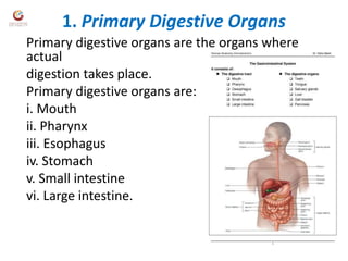 1. Primary Digestive Organs
Primary digestive organs are the organs where
actual
digestion takes place.
Primary digestive organs are:
i. Mouth
ii. Pharynx
iii. Esophagus
iv. Stomach
v. Small intestine
vi. Large intestine.
 