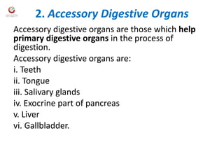 2. Accessory Digestive Organs
Accessory digestive organs are those which help
primary digestive organs in the process of
digestion.
Accessory digestive organs are:
i. Teeth
ii. Tongue
iii. Salivary glands
iv. Exocrine part of pancreas
v. Liver
vi. Gallbladder.
 