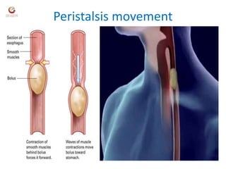 Peristalsis movement
 