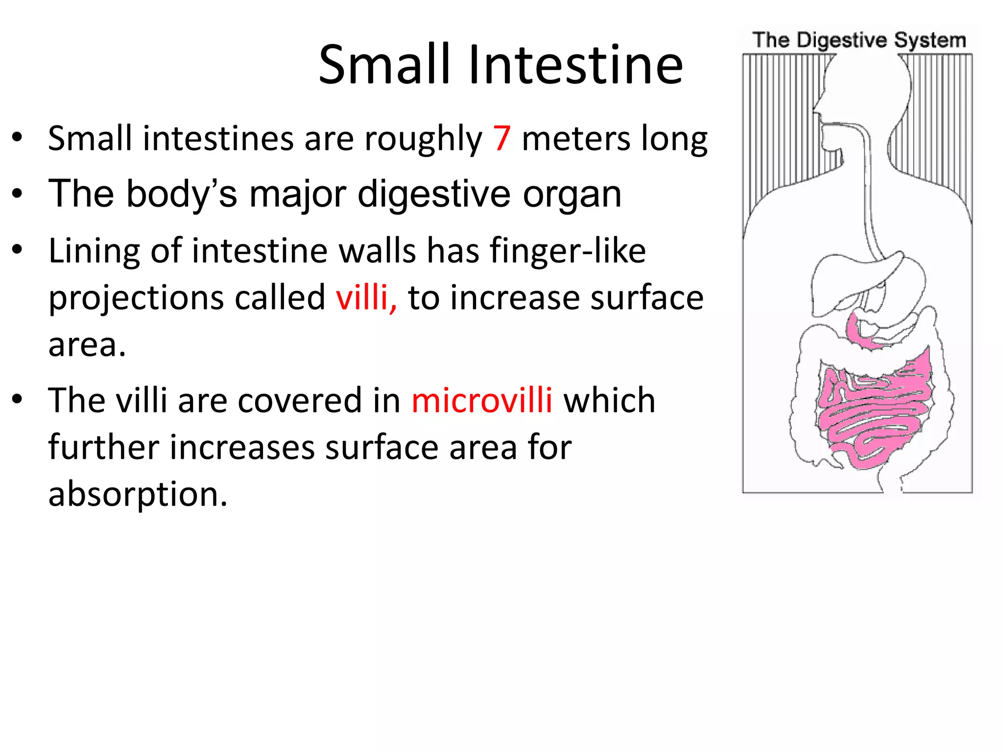 Small Intestine
• Small intestines are roughly 7 meters long
• The body’s major digestive organ
• Lining of intestine walls has finger-like
projections called villi, to increase surface
area.
• The villi are covered in microvilli which
further increases surface area for
absorption.
 