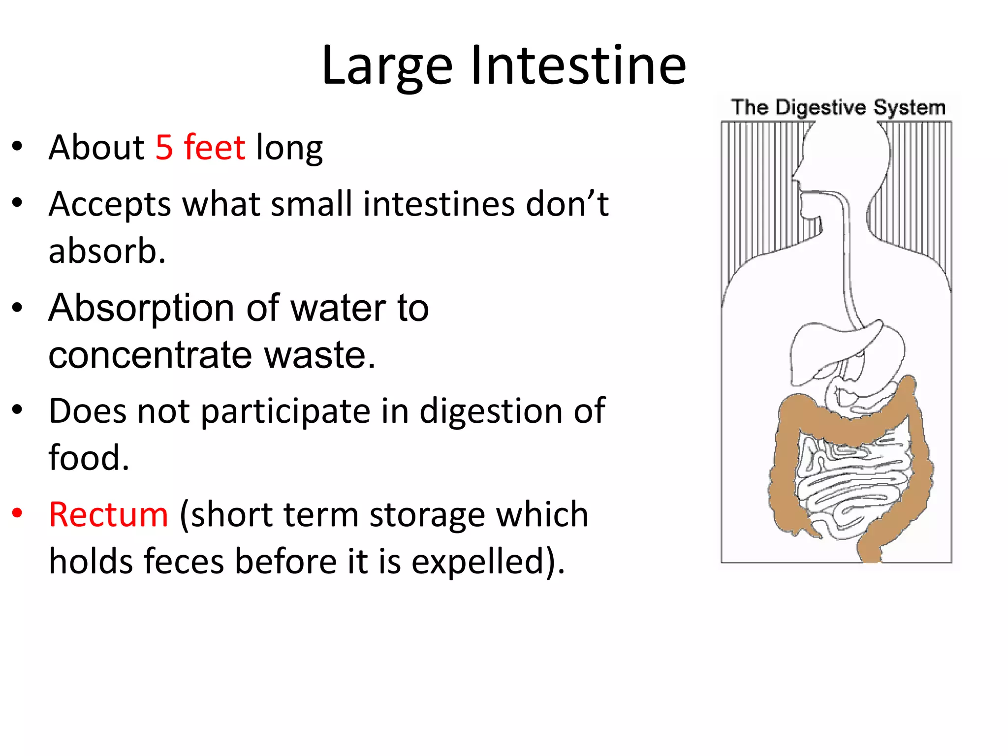 Large Intestine
• About 5 feet long
• Accepts what small intestines don’t
absorb.
• Absorption of water to
concentrate waste.
• Does not participate in digestion of
food.
• Rectum (short term storage which
holds feces before it is expelled).
 