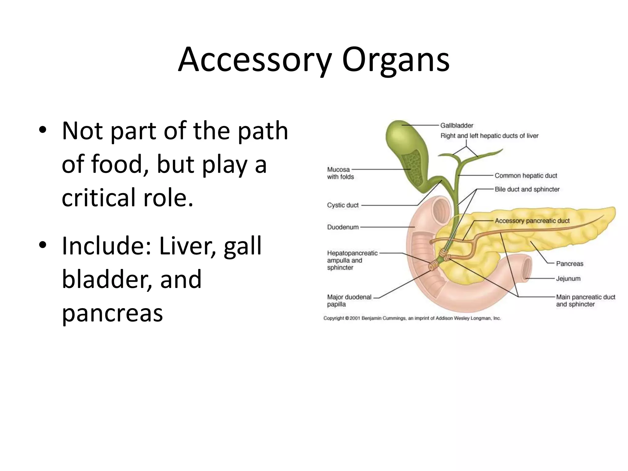 Accessory Organs
• Not part of the path
of food, but play a
critical role.
• Include: Liver, gall
bladder, and
pancreas
 
