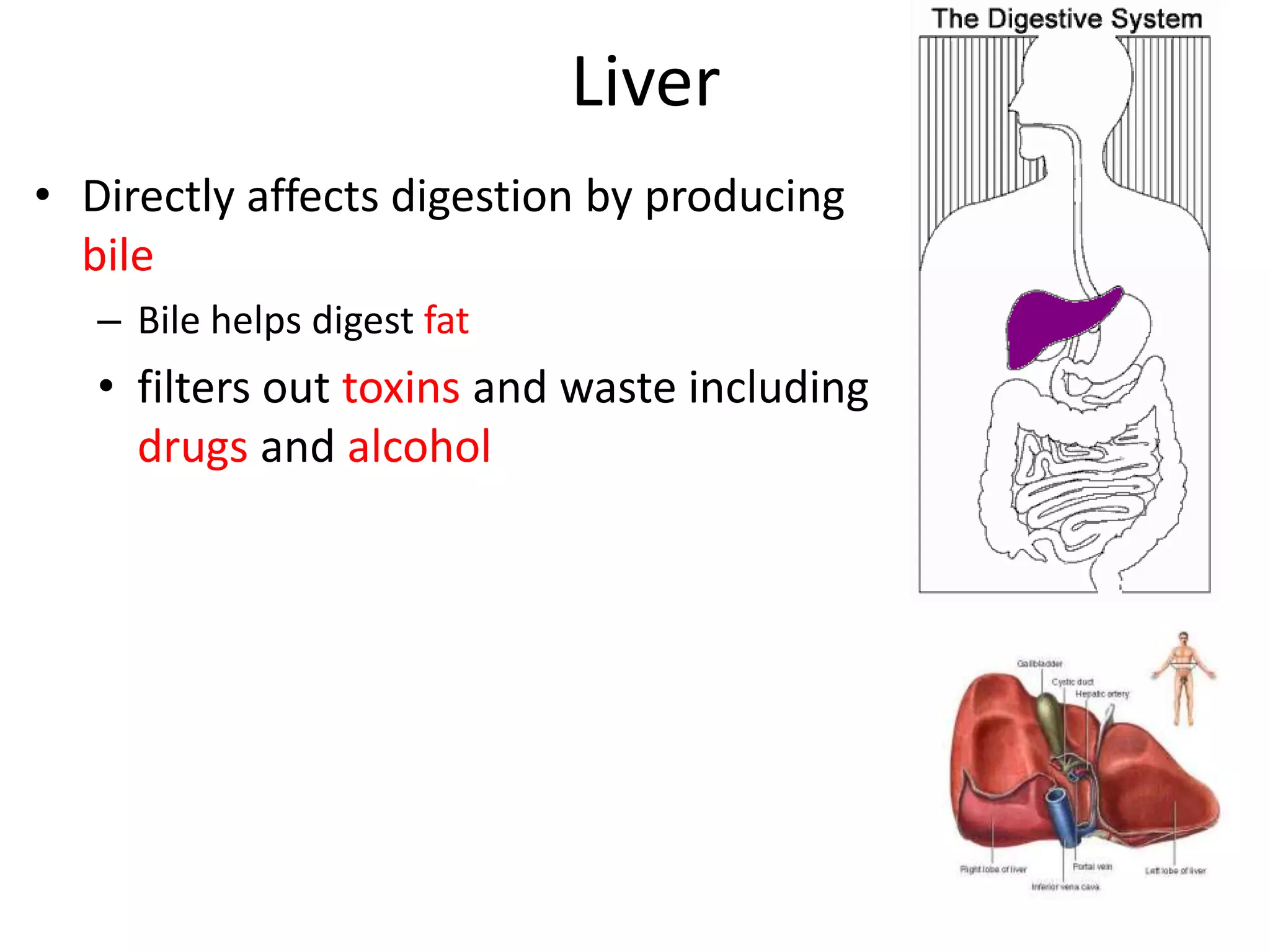 Liver
• Directly affects digestion by producing
bile
– Bile helps digest fat
• filters out toxins and waste including
drugs and alcohol
13
 