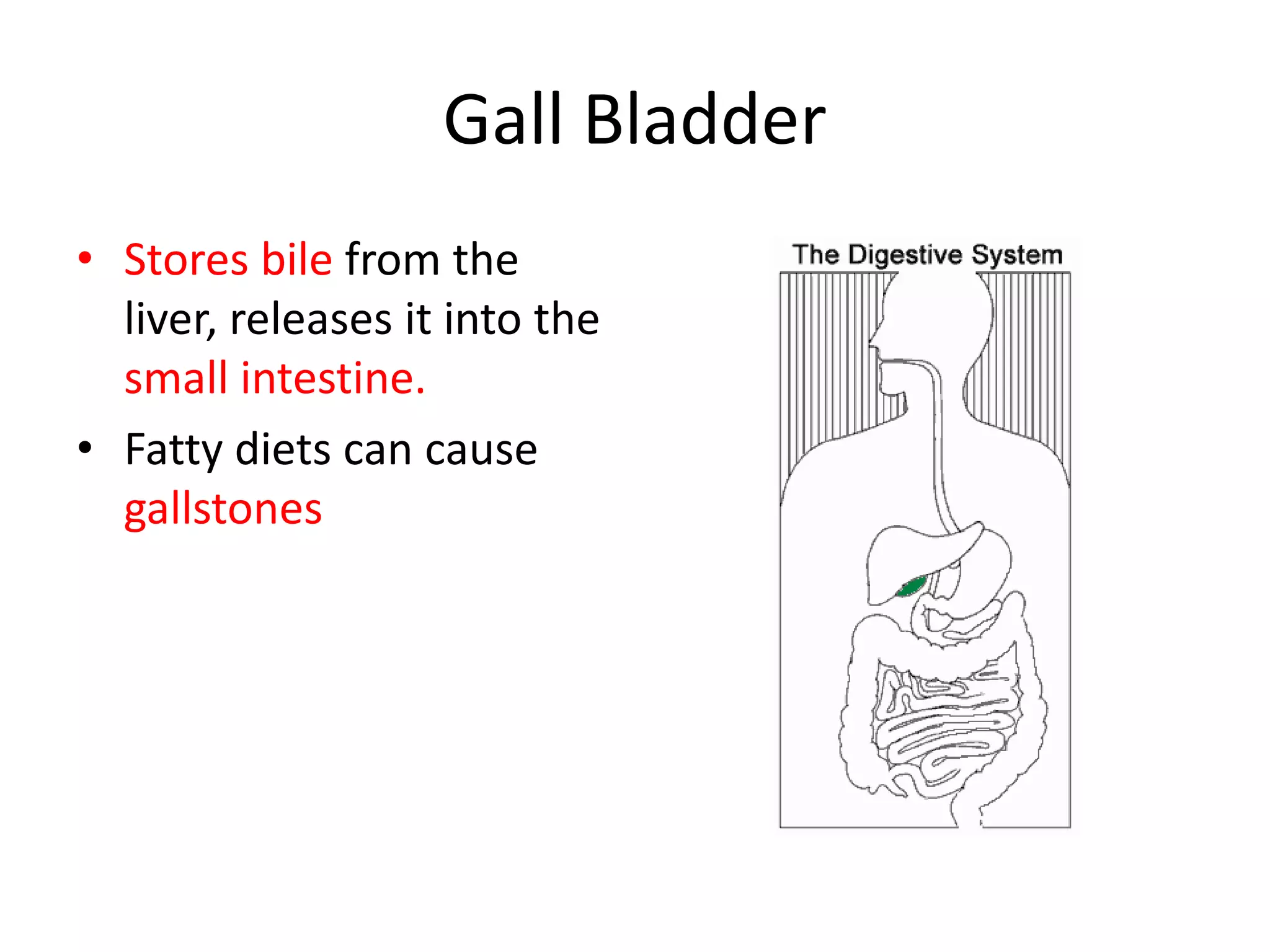 Gall Bladder
• Stores bile from the
liver, releases it into the
small intestine.
• Fatty diets can cause
gallstones
 