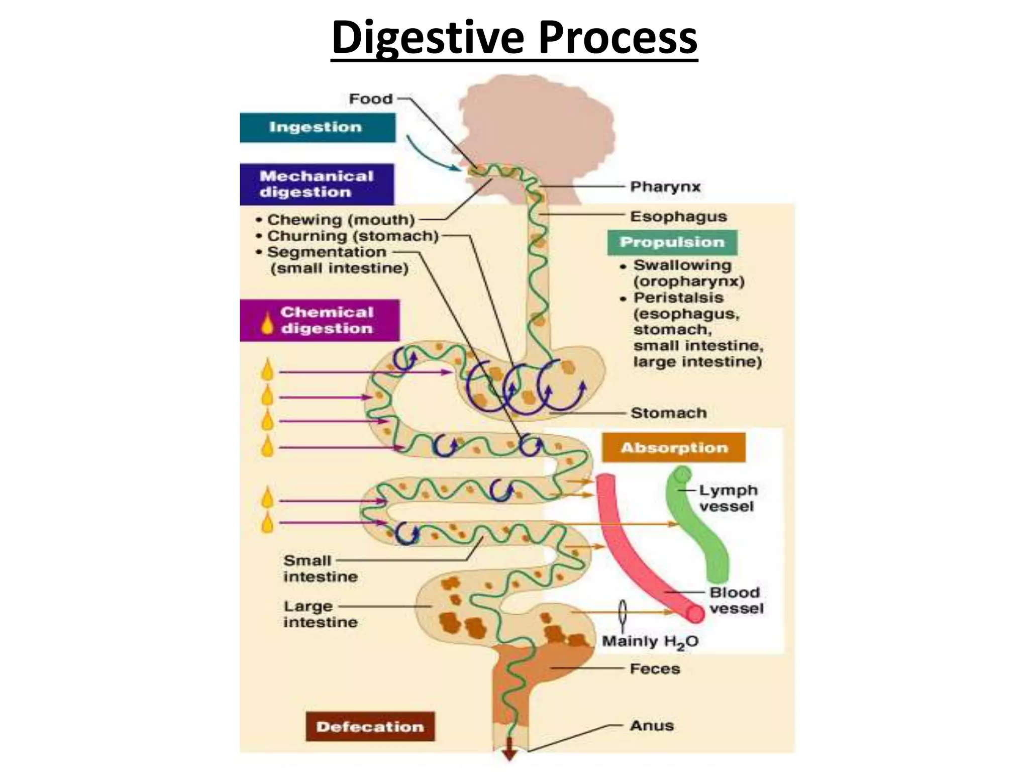 Digestive Process
 