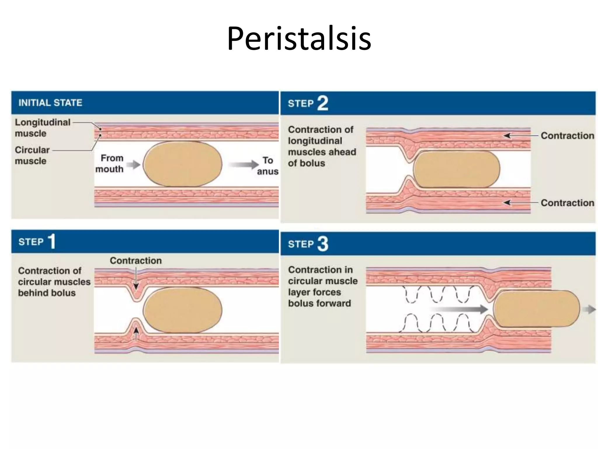 Peristalsis
 