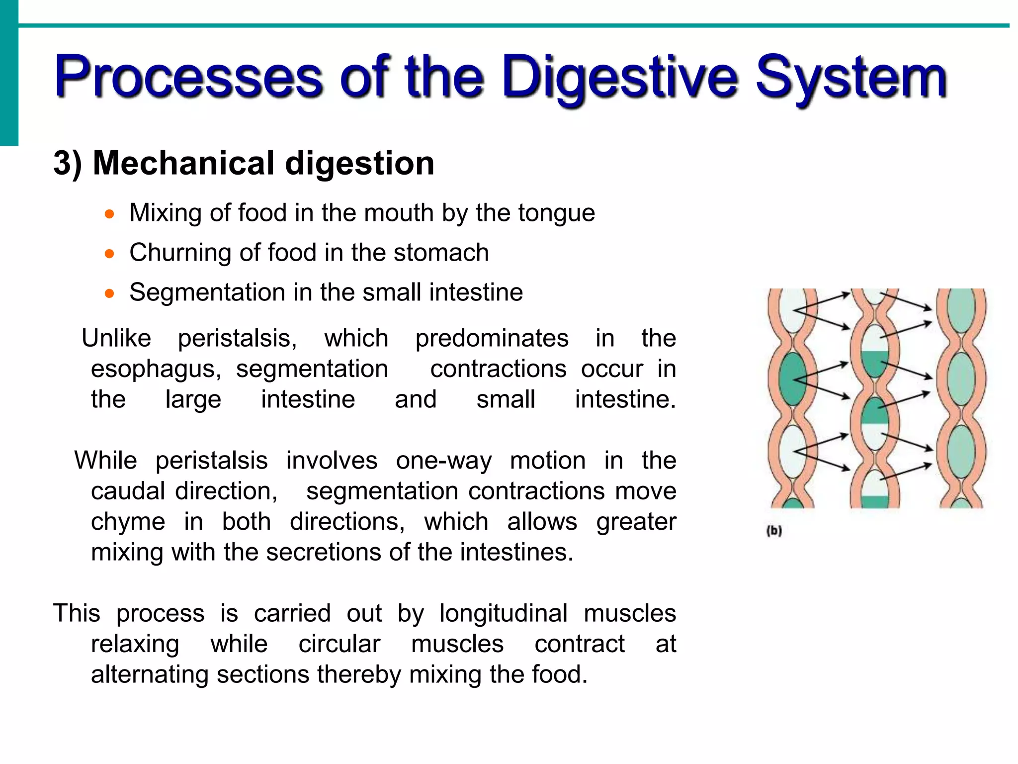 Processes of the Digestive System
3) Mechanical digestion
 Mixing of food in the mouth by the tongue
 Churning of food in the stomach
 Segmentation in the small intestine
Unlike peristalsis, which predominates in the
esophagus, segmentation contractions occur in
the large intestine and small intestine.
While peristalsis involves one-way motion in the
caudal direction, segmentation contractions move
chyme in both directions, which allows greater
mixing with the secretions of the intestines.
This process is carried out by longitudinal muscles
relaxing while circular muscles contract at
alternating sections thereby mixing the food.
 