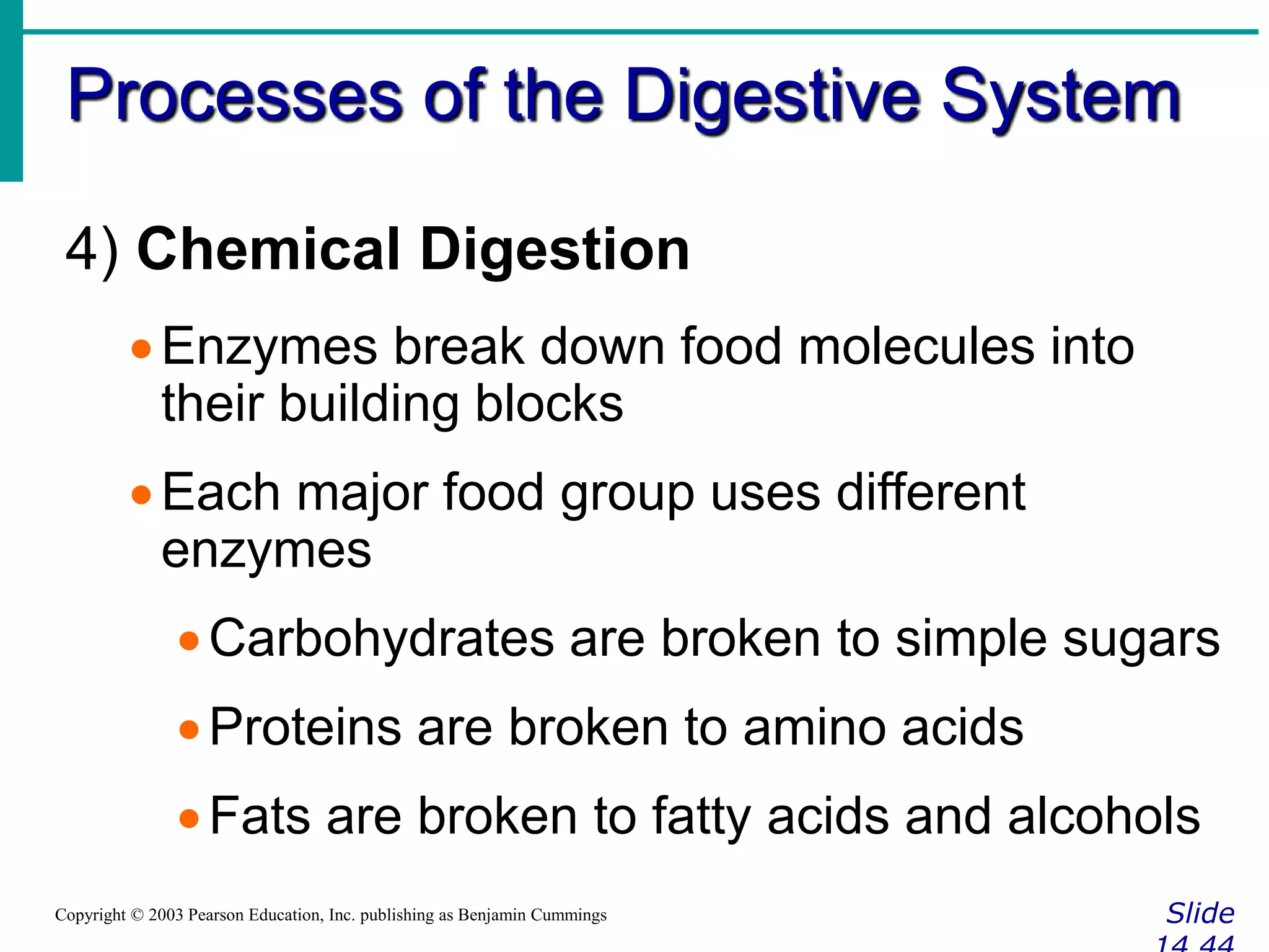 Processes of the Digestive System
SlideCopyright © 2003 Pearson Education, Inc. publishing as Benjamin Cummings
4) Chemical Digestion
Enzymes break down food molecules into
their building blocks
Each major food group uses different
enzymes
Carbohydrates are broken to simple sugars
Proteins are broken to amino acids
Fats are broken to fatty acids and alcohols
 