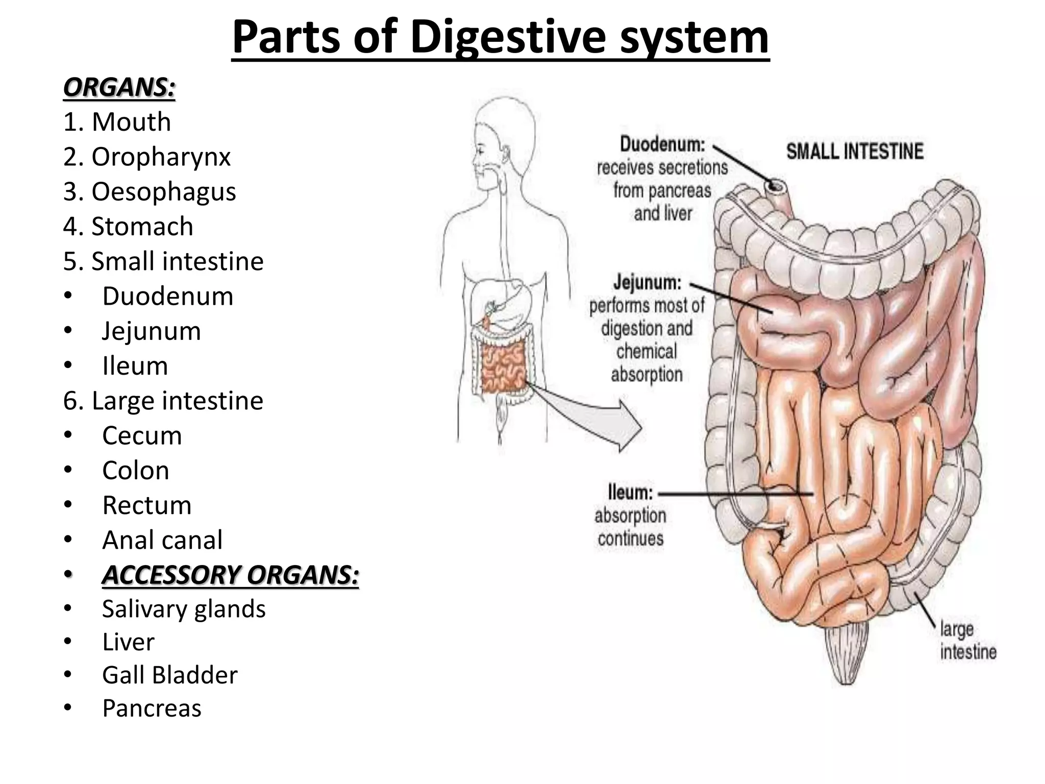 Parts of Digestive system
ORGANS:
1. Mouth
2. Oropharynx
3. Oesophagus
4. Stomach
5. Small intestine
• Duodenum
• Jejunum
• Ileum
6. Large intestine
• Cecum
• Colon
• Rectum
• Anal canal
• ACCESSORY ORGANS:
• Salivary glands
• Liver
• Gall Bladder
• Pancreas
 