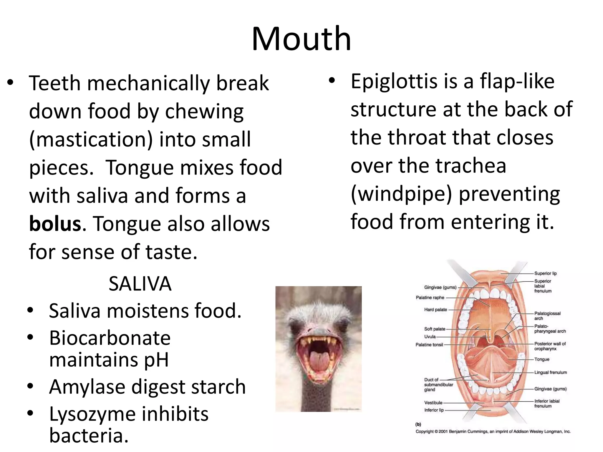 Mouth
• Teeth mechanically break
down food by chewing
(mastication) into small
pieces. Tongue mixes food
with saliva and forms a
bolus. Tongue also allows
for sense of taste.
• Epiglottis is a flap-like
structure at the back of
the throat that closes
over the trachea
(windpipe) preventing
food from entering it.
SALIVA
• Saliva moistens food.
• Biocarbonate
maintains pH
• Amylase digest starch
• Lysozyme inhibits
bacteria.
 