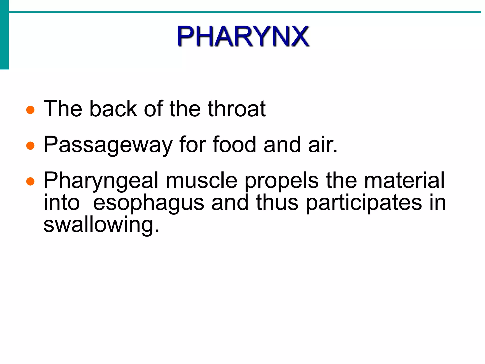 PHARYNX
 The back of the throat
 Passageway for food and air.
 Pharyngeal muscle propels the material
into esophagus and thus participates in
swallowing.
 