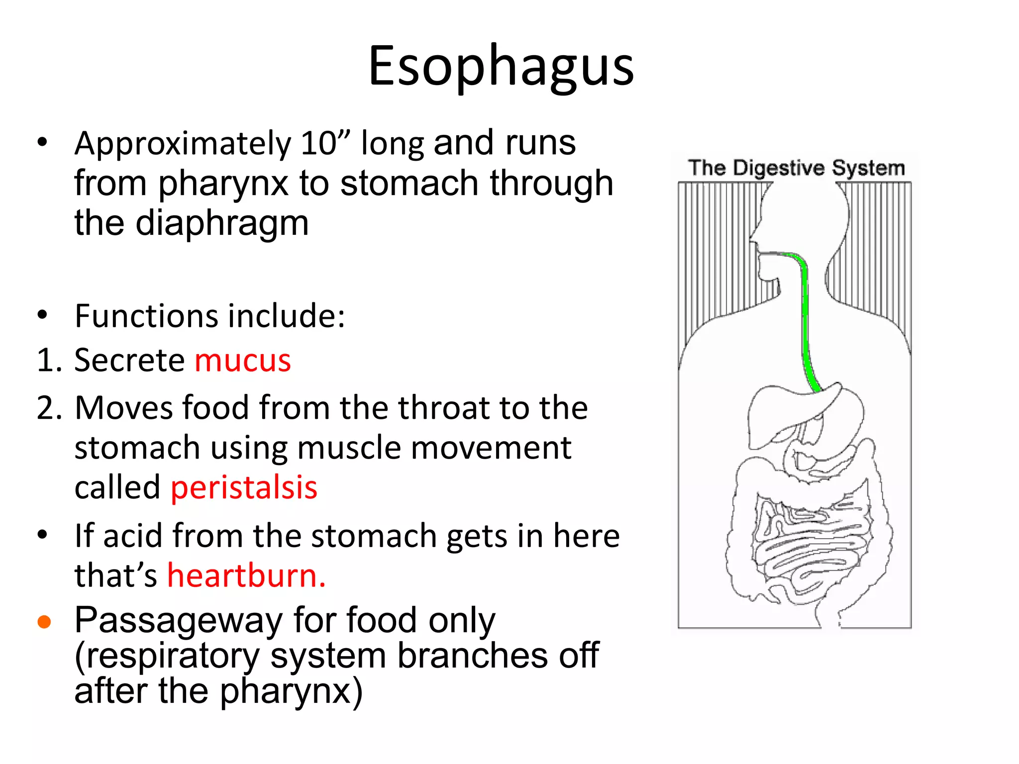 Esophagus
• Approximately 10” long and runs
from pharynx to stomach through
the diaphragm
• Functions include:
1. Secrete mucus
2. Moves food from the throat to the
stomach using muscle movement
called peristalsis
• If acid from the stomach gets in here
that’s heartburn.
 Passageway for food only
(respiratory system branches off
after the pharynx)
 