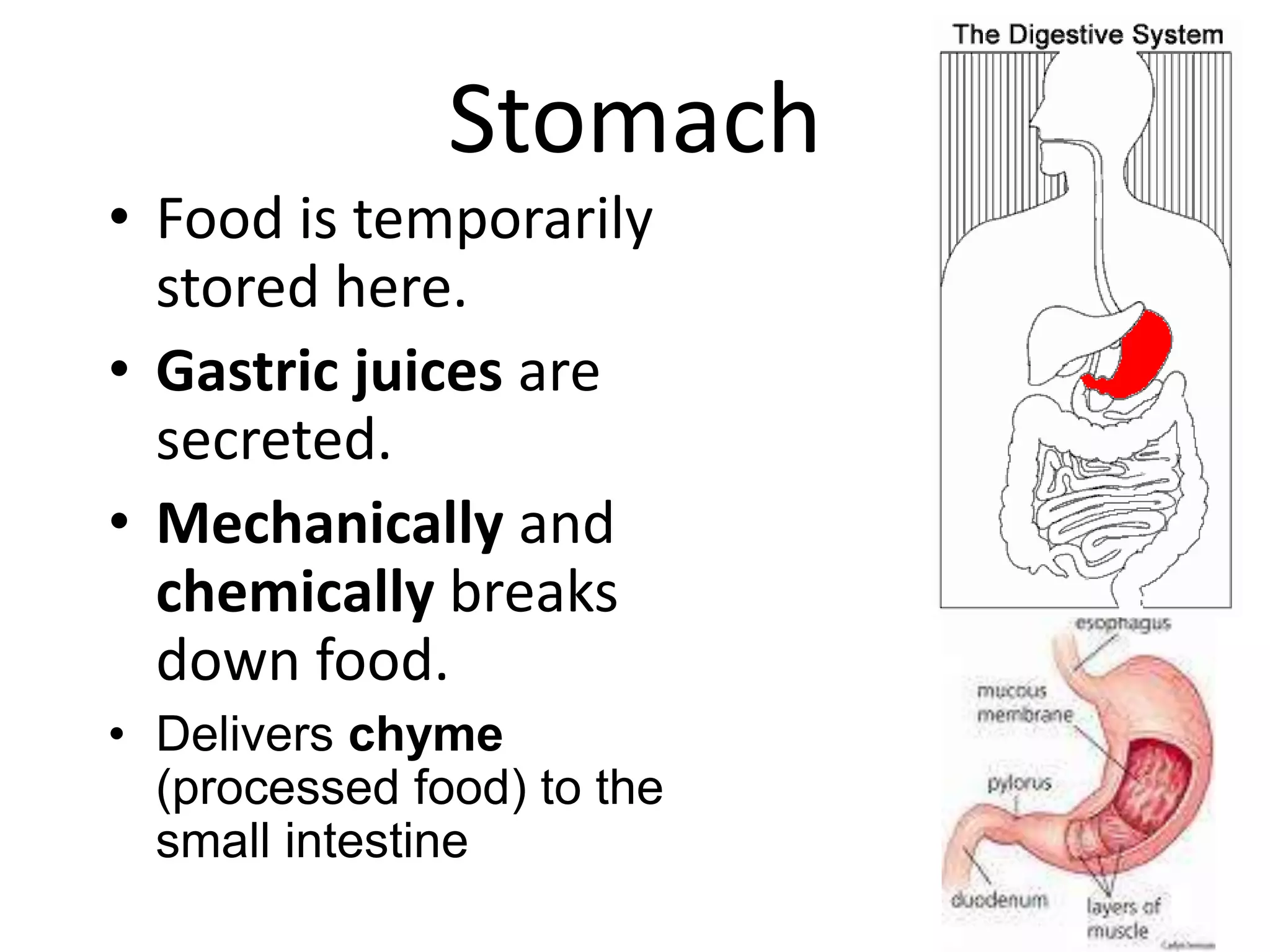 Stomach
• Food is temporarily
stored here.
• Gastric juices are
secreted.
• Mechanically and
chemically breaks
down food.
• Delivers chyme
(processed food) to the
small intestine
 