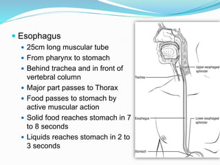  Esophagus
 25cm long muscular tube
 From pharynx to stomach
 Behind trachea and in front of
vertebral column
 Major part passes to Thorax
 Food passes to stomach by
active muscular action
 Solid food reaches stomach in 7
to 8 seconds
 Liquids reaches stomach in 2 to
3 seconds
 