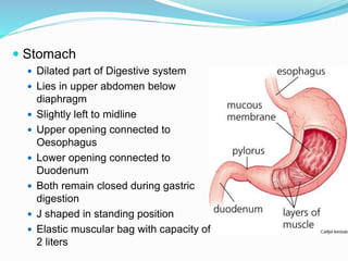  Stomach
 Dilated part of Digestive system
 Lies in upper abdomen below
diaphragm
 Slightly left to midline
 Upper opening connected to
Oesophagus
 Lower opening connected to
Duodenum
 Both remain closed during gastric
digestion
 J shaped in standing position
 Elastic muscular bag with capacity of
2 liters
 