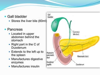  Gall bladder
 Stores the liver bile (60ml)
 Pancreas
 Located in upper
abdomen behind the
stomach
 Right part in the C of
Duodenum
 Extends to the left up to
the spleen
 Manufactures digestive
enzymes
 Manufactures insulin
 