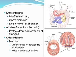  Small intestine
 6 to 7 meter long,
 2.5cm diameter
 Lies in center of abdomen
 Alkaline Secretions(Anti acid)
 Protects from acid contents of
stomach
 Small intestine
 Mucosa
 Deeply folded to increase the
surface area
 Helps in absorption of food
 