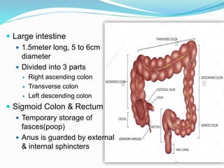  Large intestine
 1.5meter long, 5 to 6cm
diameter
 Divided into 3 parts
 Right ascending colon
 Transverse colon
 Left descending colon
 Sigmoid Colon & Rectum
 Temporary storage of
fasces(poop)
 Anus is guarded by external
& internal sphincters
 