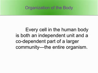 Every cell in the human body
is both an independent unit and a
co-dependent part of a larger
community—the entire organism.
Organization of the Body
 