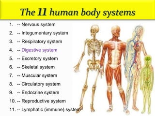 The 11human body systems
1. -- Nervous system
2. -- Integumentary system
3. -- Respiratory system
4. -- Digestive system
5. -- Excretory system
6. -- Skeletal system
7. -- Muscular system
8. -- Circulatory system
9. -- Endocrine system
10. -- Reproductive system
11. -- Lymphatic (immune) system
 