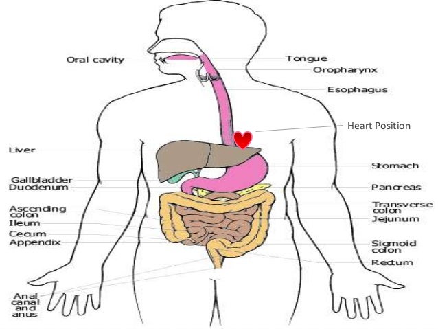 Human Digestive System : Anatomy and Physiology