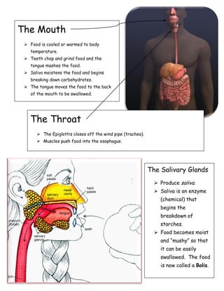 The Mouth
 Food is cooled or warmed to body
temperature.
 Teeth chop and grind food and the
tongue mashes the food.
 Saliva moistens the food and begins
breaking down carbohydrates.
 The tongue moves the food to the back
of the mouth to be swallowed.
The Throat
 The Epiglottis closes off the wind pipe (trachea).
 Muscles push food into the esophagus.
The Salivary Glands
 Produce saliva.
 Saliva is an enzyme
(chemical) that
begins the
breakdown of
starches.
 Food becomes moist
and “mushy” so that
it can be easily
swallowed. The food
is now called a Bolis.
 