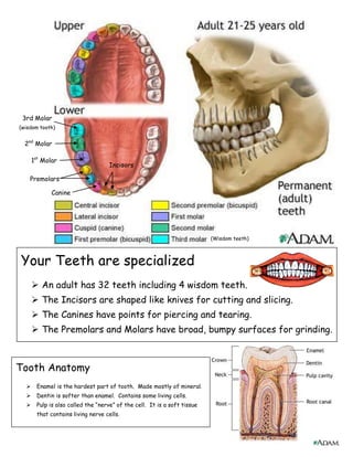 Your Teeth are specialized
 An adult has 32 teeth including 4 wisdom teeth.
 The Incisors are shaped like knives for cutting and slicing.
 The Canines have points for piercing and tearing.
 The Premolars and Molars have broad, bumpy surfaces for grinding.
1st
Molar
2nd
Molar
3rd Molar
(wisdom tooth)
Premolars
Incisors
Canine
Tooth Anatomy
 Enamel is the hardest part of tooth. Made mostly of mineral.
 Dentin is softer than enamel. Contains some living cells.
 Pulp is also called the “nerve” of the cell. It is a soft tissue
that contains living nerve cells.
(Wisdom teeth)
 