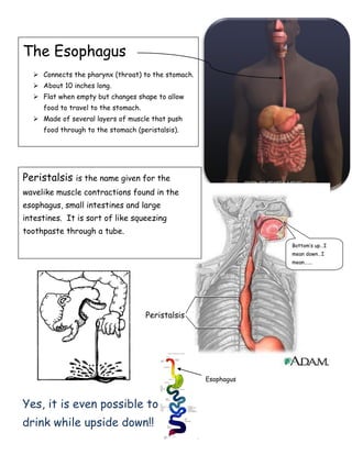 The Esophagus
 Connects the pharynx (throat) to the stomach.
 About 10 inches long.
 Flat when empty but changes shape to allow
food to travel to the stomach.
 Made of several layers of muscle that push
food through to the stomach (peristalsis).
Peristalsis is the name given for the
wavelike muscle contractions found in the
esophagus, small intestines and large
intestines. It is sort of like squeezing
toothpaste through a tube.
Peristalsis
Yes, it is even possible to
drink while upside down!!
Bottom’s up…I
mean down…I
mean…….
Esophagus
 