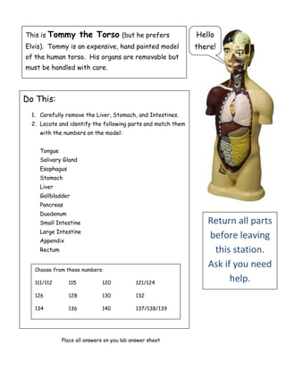 This is Tommy the Torso (but he prefers
Elvis). Tommy is an expensive, hand painted model
of the human torso. His organs are removable but
must be handled with care.
Do This:
1. Carefully remove the Liver, Stomach, and Intestines.
2. Locate and identify the following parts and match them
with the numbers on the model:
Tongue
Salivary Gland
Esophagus
Stomach
Liver
Gallbladder
Pancreas
Duodenum
Small Intestine
Large Intestine
Appendix
Rectum
Choose from these numbers:
111/112 115 120 121/124
126 128 130 132
134 136 140 137/138/139
Place all answers on you lab answer sheet
Return all parts
before leaving
this station.
Ask if you need
help.
Hello
there!
 