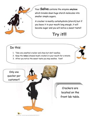 Only one
quacker per
customer!!
Your Saliva contains the enzyme amylase
which breaks down huge starch molecules into
smaller simple sugars.
A cracker is mostly carbohydrate (starch) but if
you leave it in your mouth long enough, it will
become sugar and you will notice a sweet taste!!
Try it!!!
Do this:
1. Take one unsalted cracker and chew but don’t swallow.
2. Keep the bolus (chewed mush cracker) in your mouth for a minute.
3. After you notice the sweet taste you may swallow. Yum!!
Crackers are
located on the
front lab table.
 