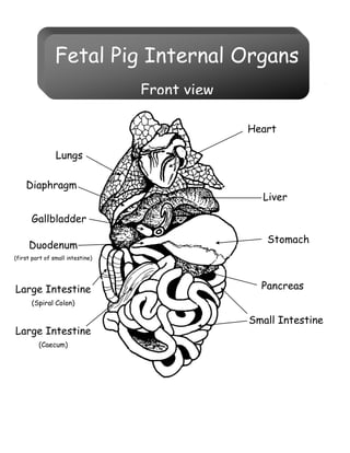 Fetal Pig Internal Organs
Front view
Heart
Lungs
Stomach
Liver
Gallbladder
Duodenum
(first part of small intestine)
Large Intestine
(Spiral Colon)
Pancreas
Small Intestine
Large Intestine
(Caecum)
Diaphragm
 