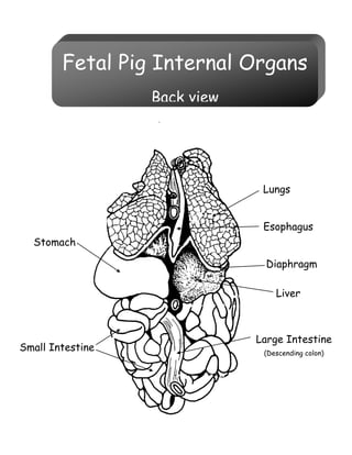 Fetal Pig Internal Organs
Back view
Lungs
Stomach
Esophagus
Liver
Large Intestine
(Descending colon)
Small Intestine
Diaphragm
 