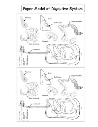 Paper Model of Digestive System
Pancreas
Liver
Large Intestine
Small Intestine
Stomach
Gallbladder
Esophagus
Pancreas
Liver
Large Intestine
Small Intestine
Stomach
Gallbladder
Esophagus
 