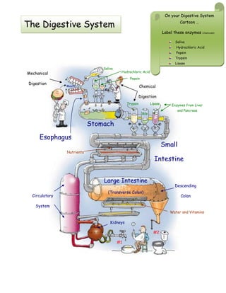 Mechanical
Digestion
Chemical
Digestion
Saliva
Hydrochloric Acid
Pepsin
Trypsin
Bile
Lipase
Stomach
Small
Intestine
Enzymes from Liver
and Pancreas
Large Intestine
(Transverse Colon)
Descending
ColonCirculatory
System
Kidneys
#1
#2
Water and Vitamins
Nutrients
The Digestive System
Esophagus
Mouth
On your Digestive System
Cartoon …
Label these enzymes (chemicals):
Saliva
Hydrochloric Acid
Pepsin
Trypsin
Lipase
Bile
 