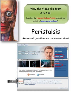 View the Video clip from
A.D.A.M.
found on the Human Biology/Links page of our
website (www.myscience8.com)
Peristalsis
Answer all questions on the answer sheet
Click here
 