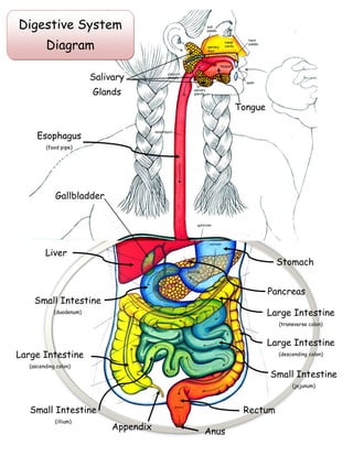 Esophagus
(food pipe)
Tongue
Salivary
Glands
Liver
Stomach
Pancreas
Small Intestine
(duodenum)
Small Intestine
(jejunum)
Small Intestine
(illium)
Appendix
Large Intestine
(ascending colon)
Large Intestine
(transverse colon)
Large Intestine
(descending colon)
Rectum
Anus
Gallbladder
Digestive System
Diagram
 
