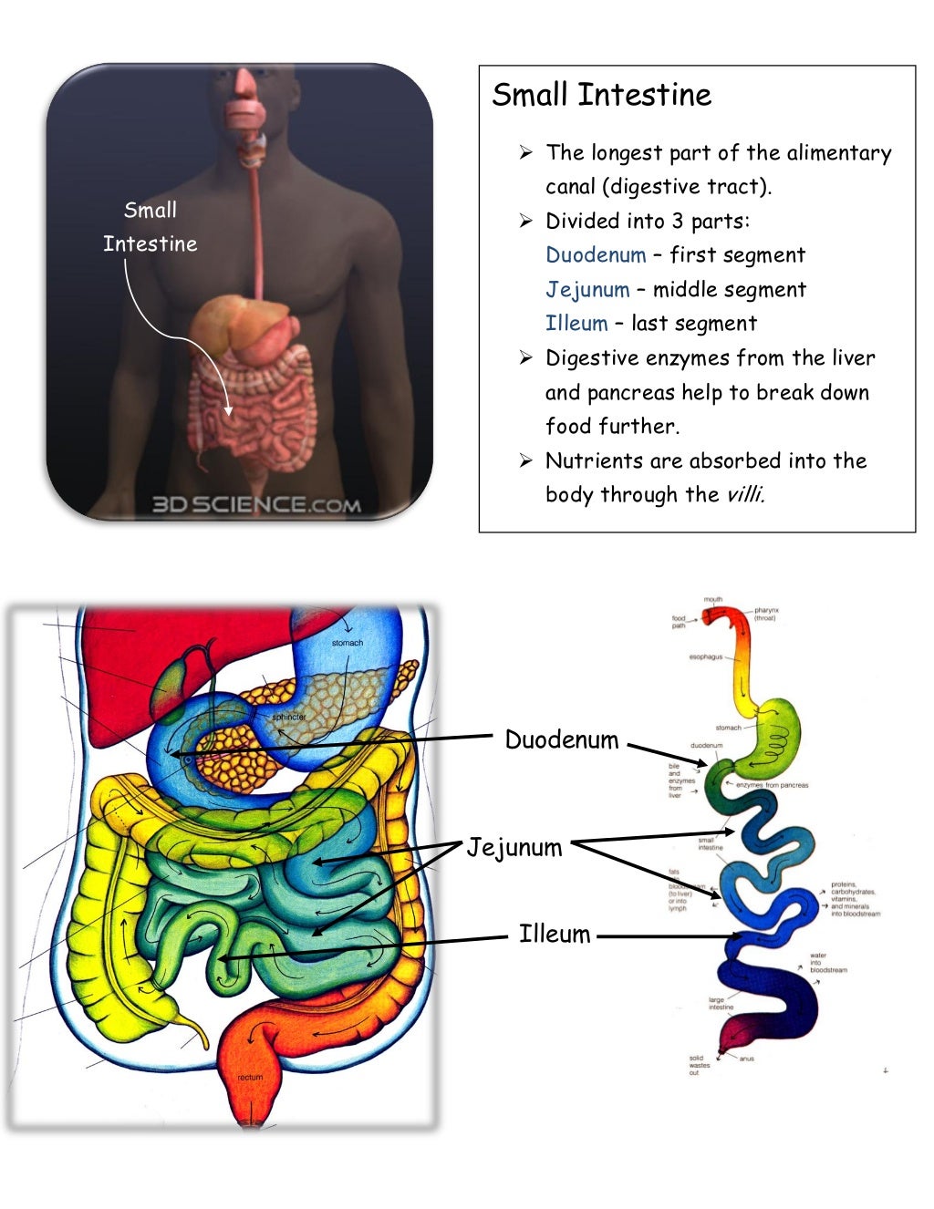 Digestive system lab_20