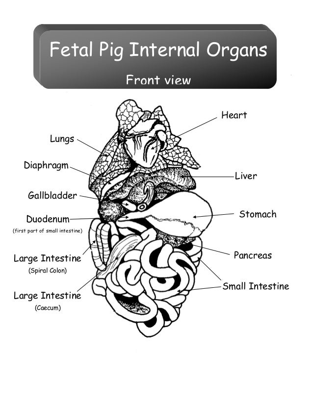 Digestive system of the pig